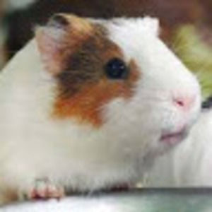 Meet your Posher, Karina